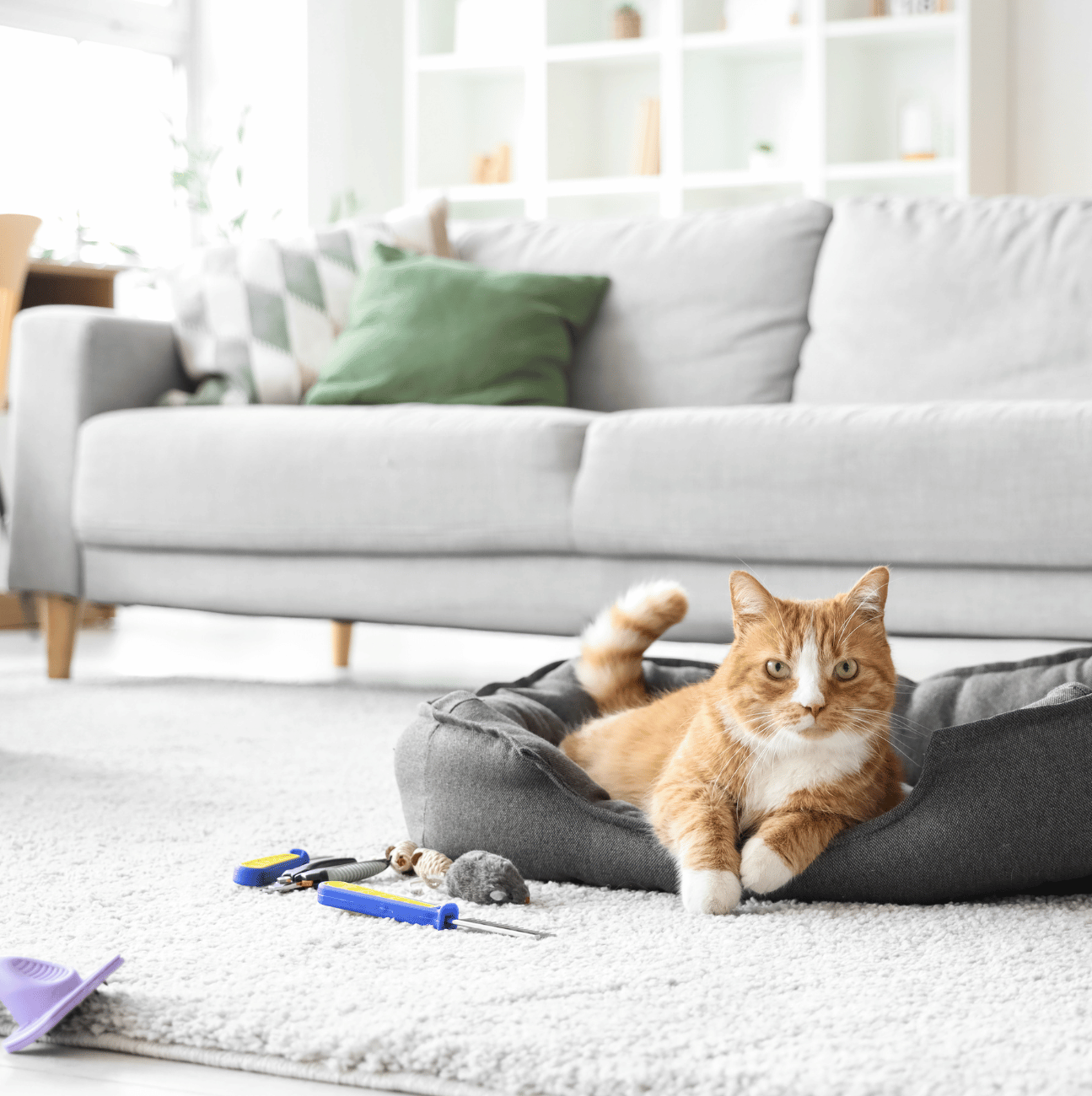 Pet Accessories